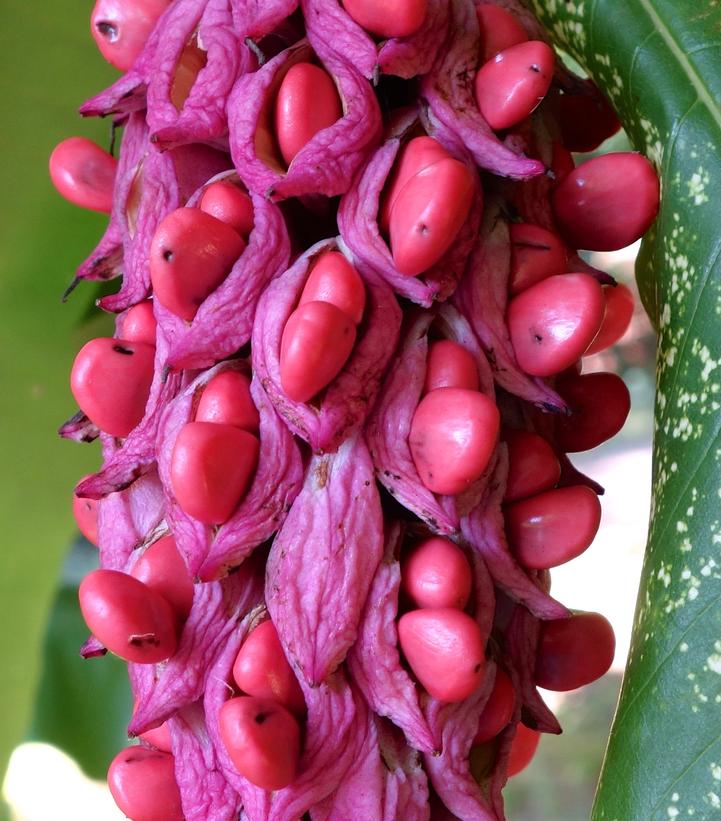 Image from Wikipedia