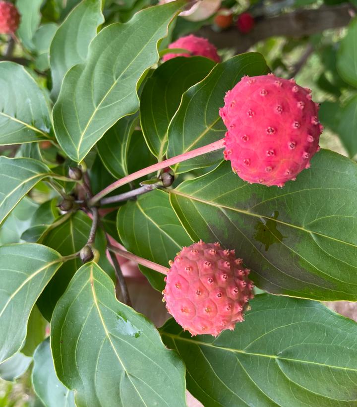 Image credit: Rutgers University