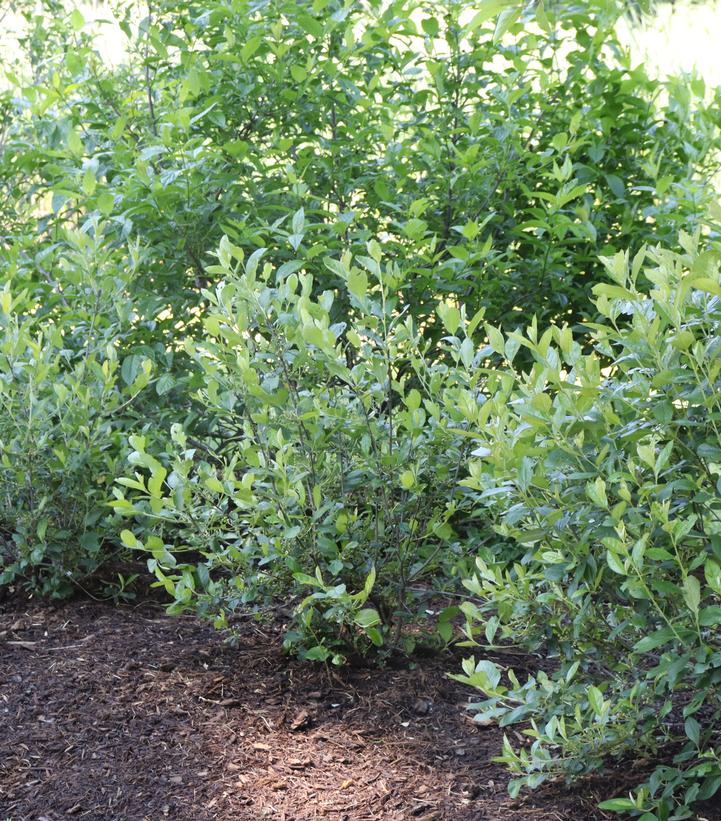 Image Credit: Spring Meadow Nursery