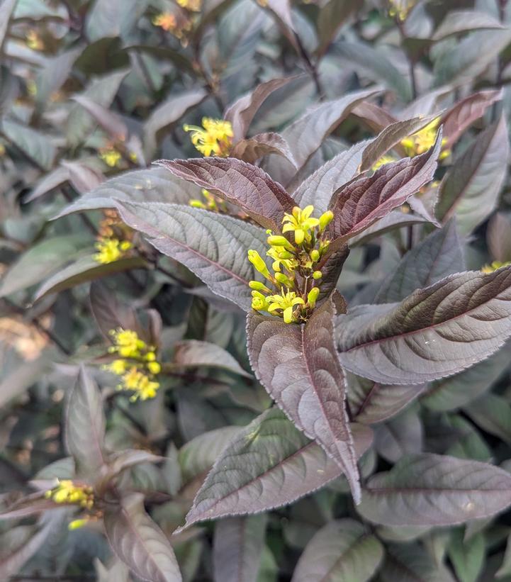 Image Credit: Prides Corner Farms