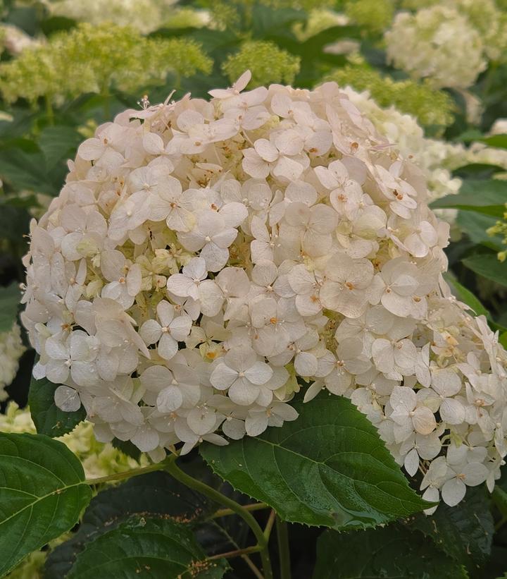 Image Credit: Prides Corner Farms