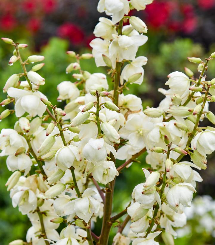 Image credit: Walters Gardens