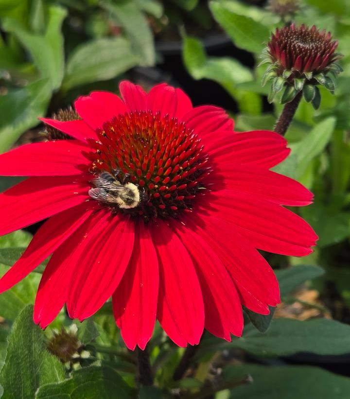 Image Credit: Prides Corner Farms