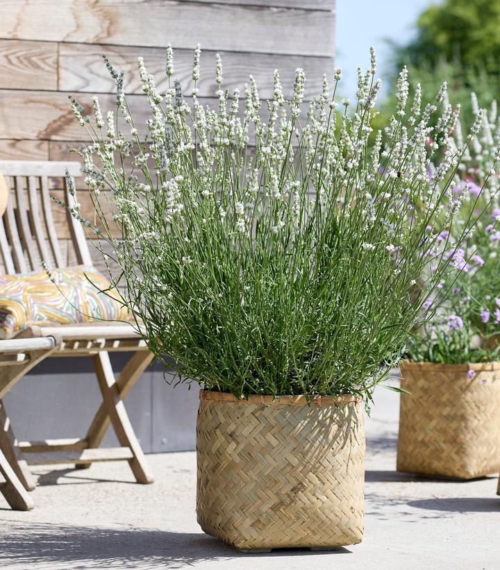 Image Credit: Concept Plants