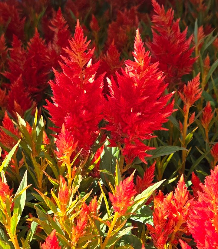 Image Credit: Prides Corner Farms