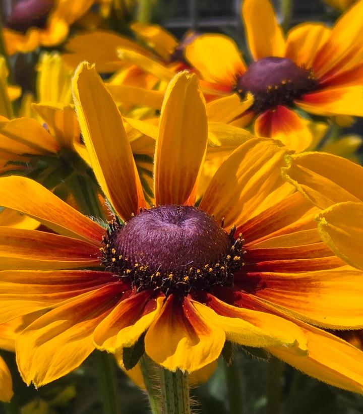 Image Credit: Prides Corner Farms