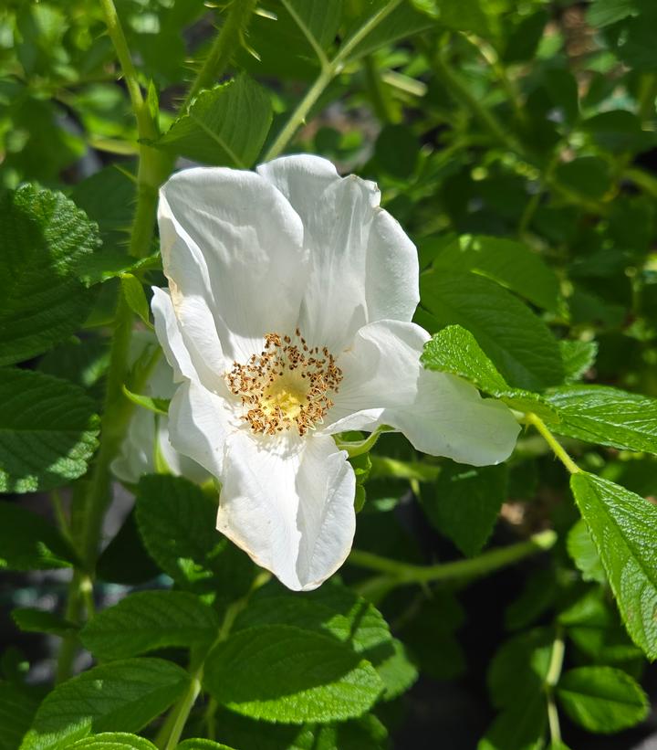 Image Credit: Prides Corner Farms