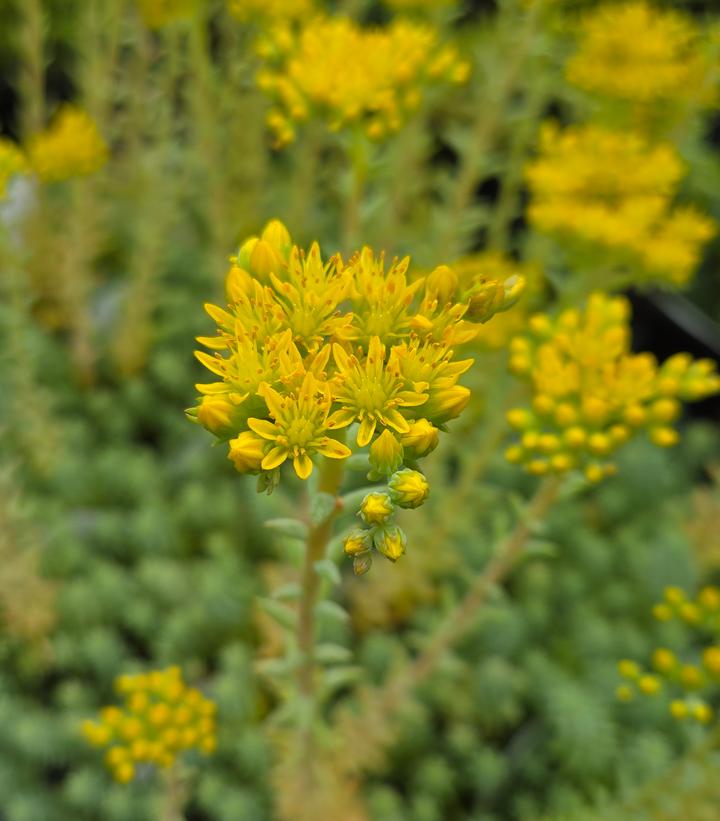 Image Credit: Prides Corner Farms