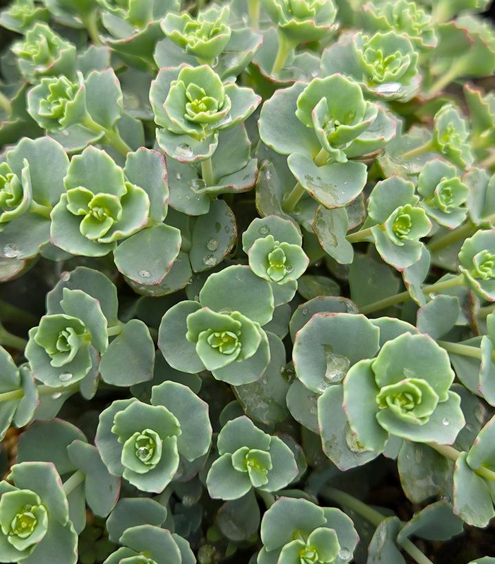 Image Credit: Prides Corner Farms