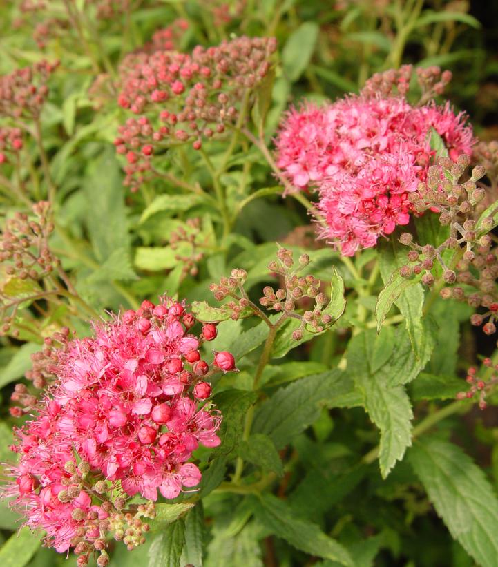 Image Credit: Prides Corner Farms