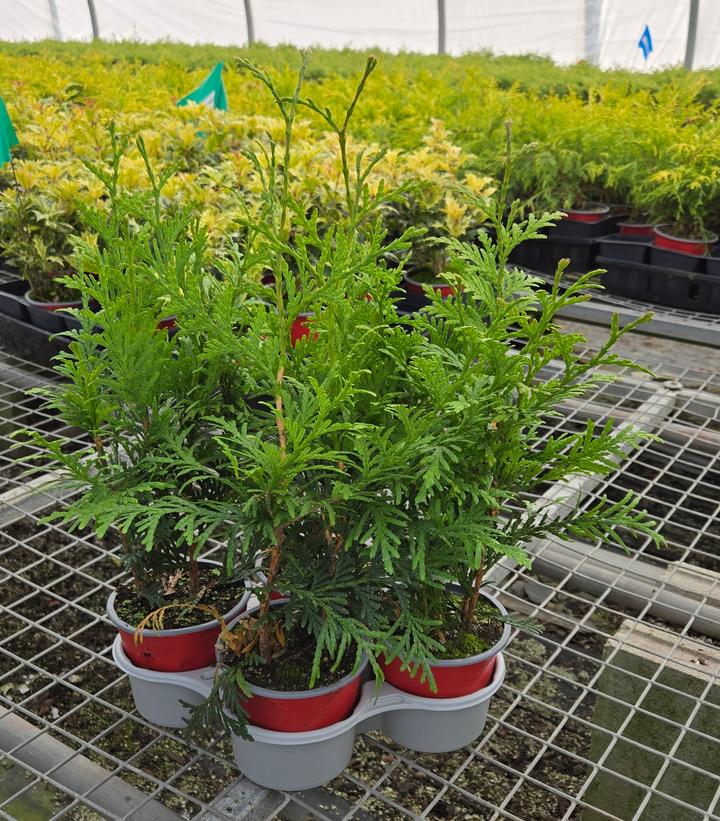 Holiday Quartet Griswold's Family Tree - Image Credit: Prides Corner Farms