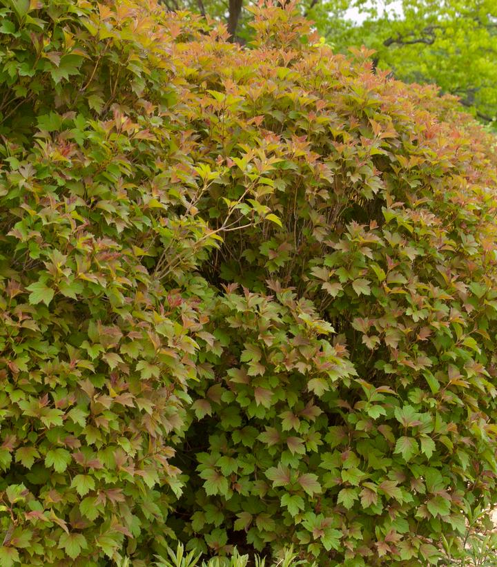 Image Credit: Bailey Nurseries