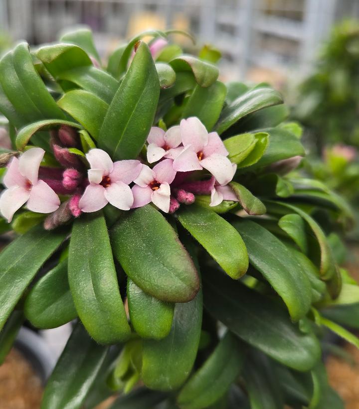 Image Credit: Prides Corner Farms