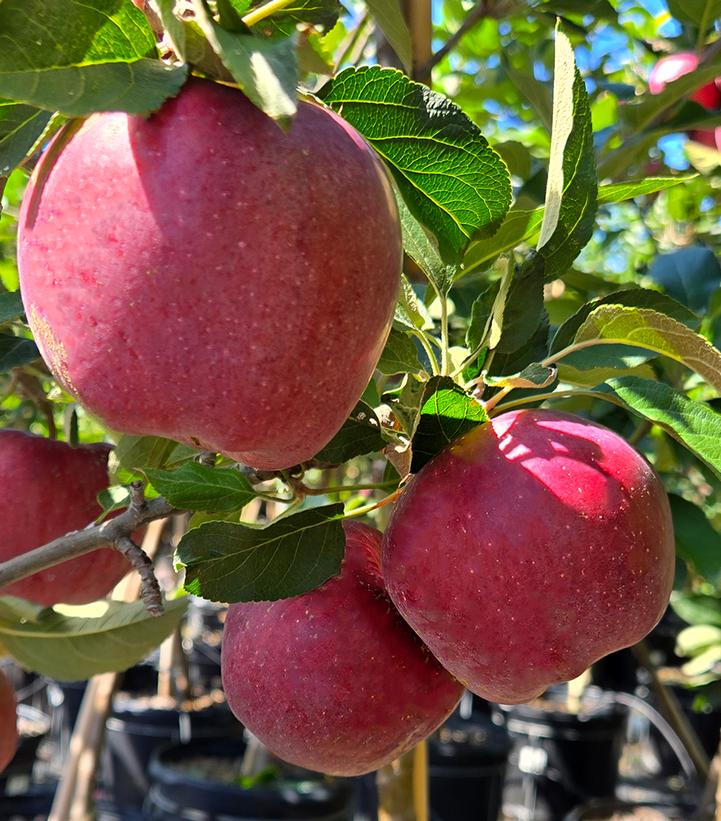 Image Credit: Prides Corner Farms