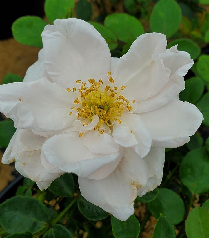 Image Credit: Prides Corner Farms