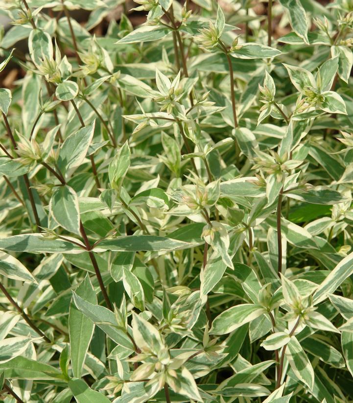 Image Credit: North Creek Nursery