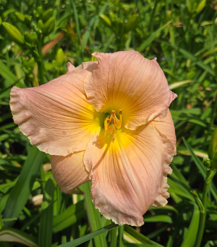 Image Credit: Prides Corner Farms