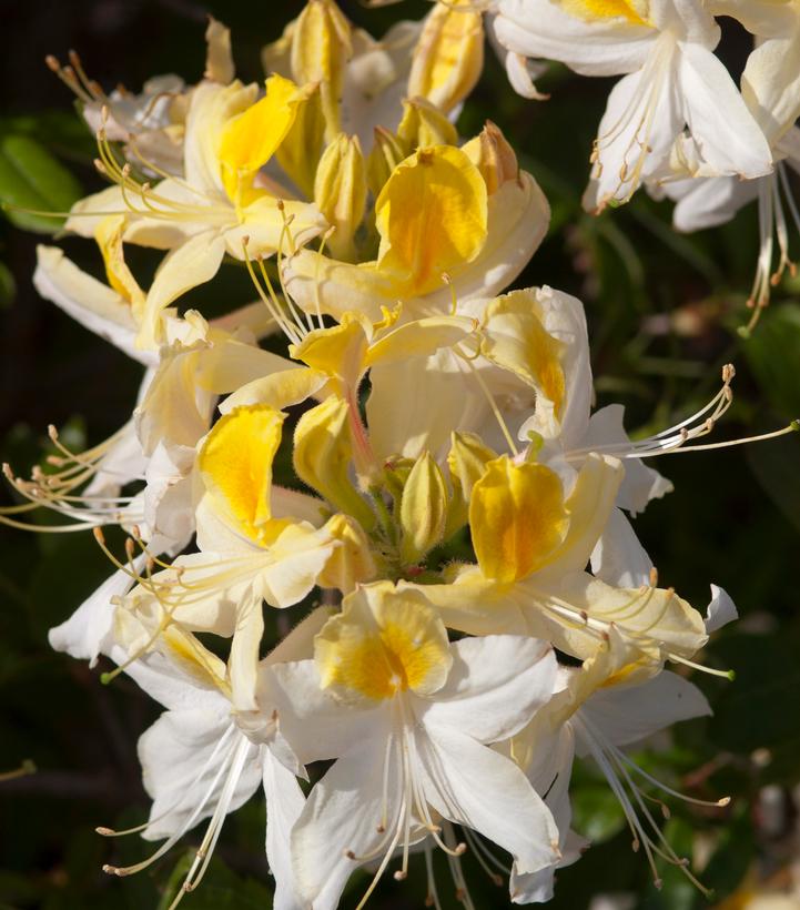 Image Credit: Bailey Nurseries