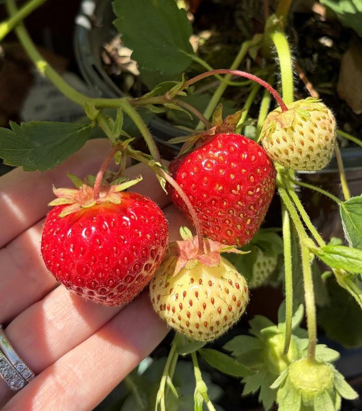 Strawberry 'Jewel' - Jewel Strawberry from Prides Corner Farms