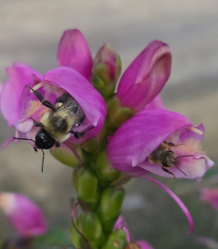 Image Credit: Prides Corner Farms