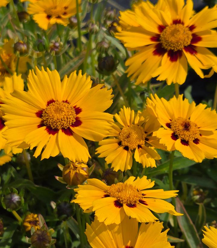 Image Credit: Prides Corner Farms