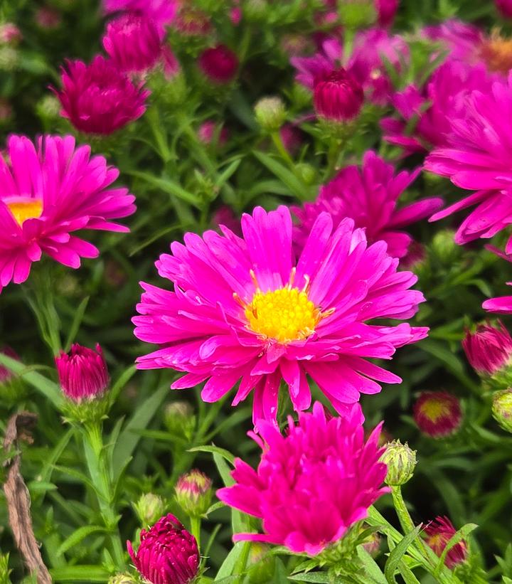 Image Credit: Prides Corner Farms