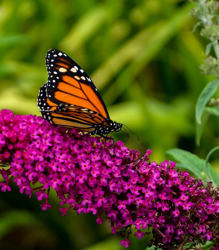 Image Credit: Walters Gardens