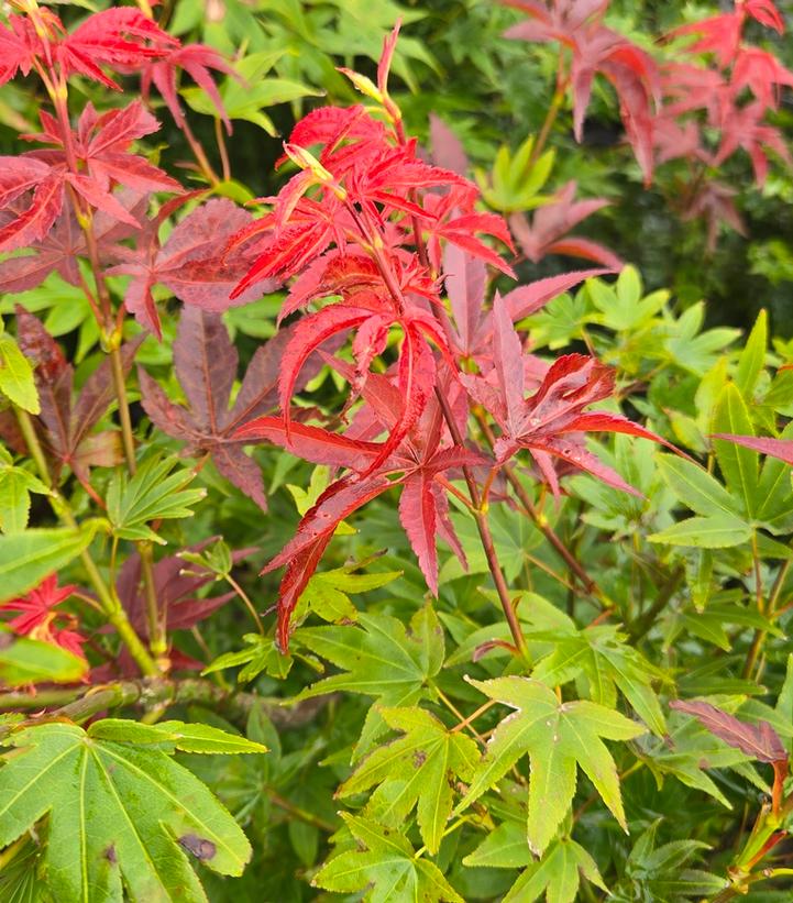 Image Credit: Prides Corner Farms