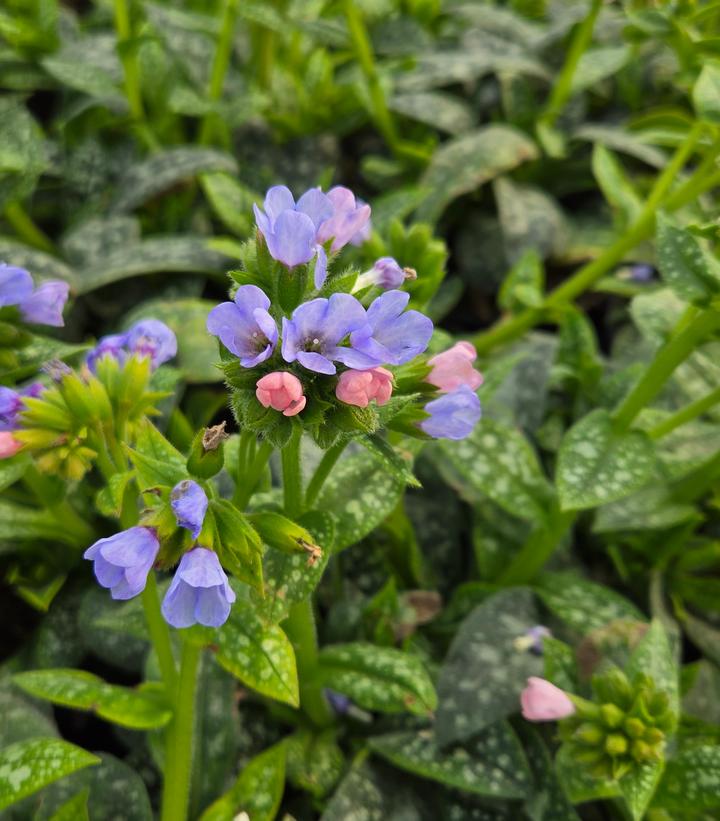 Image Credit: Prides Corner Farms