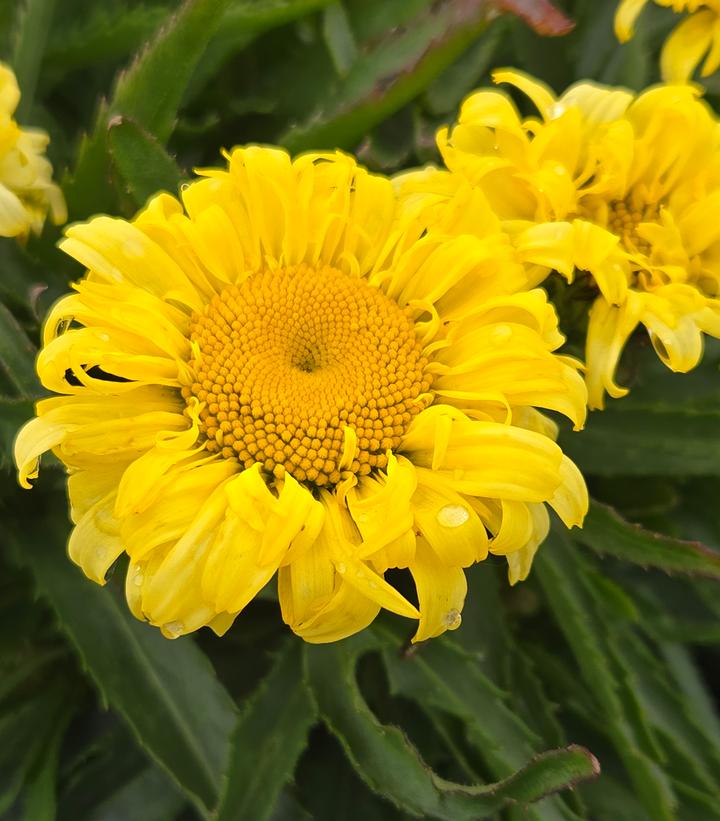 Image Credit: Prides Corner Farms