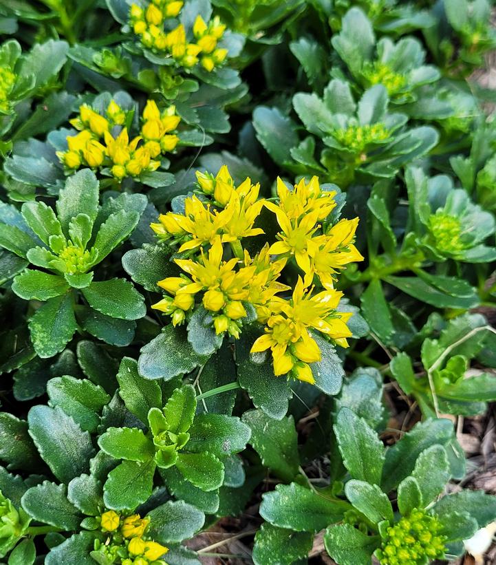 Image Credit: Prides Corner Farms