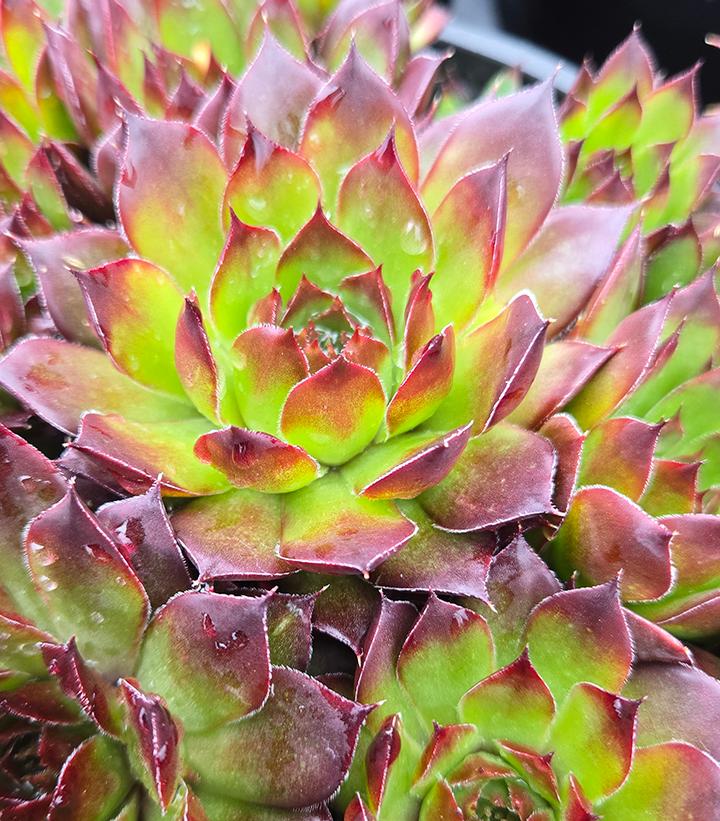 Image Credit: Prides Corner Farms