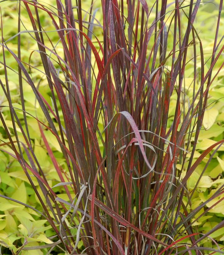 Image Credit: Intrinsic Perennials