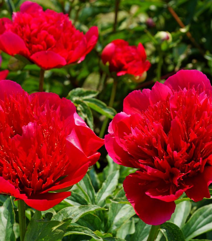 Image Credit: Devroomen Garden Products