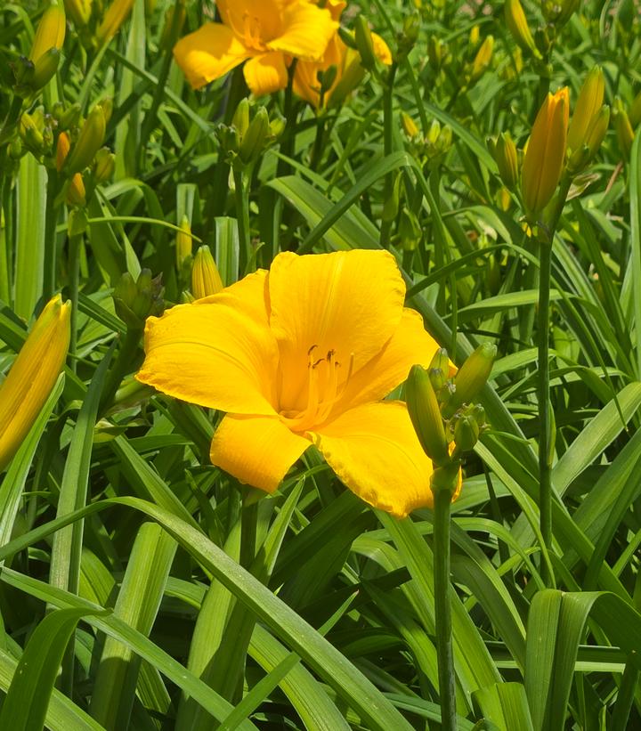 Image Credit: Prides Corner Farms