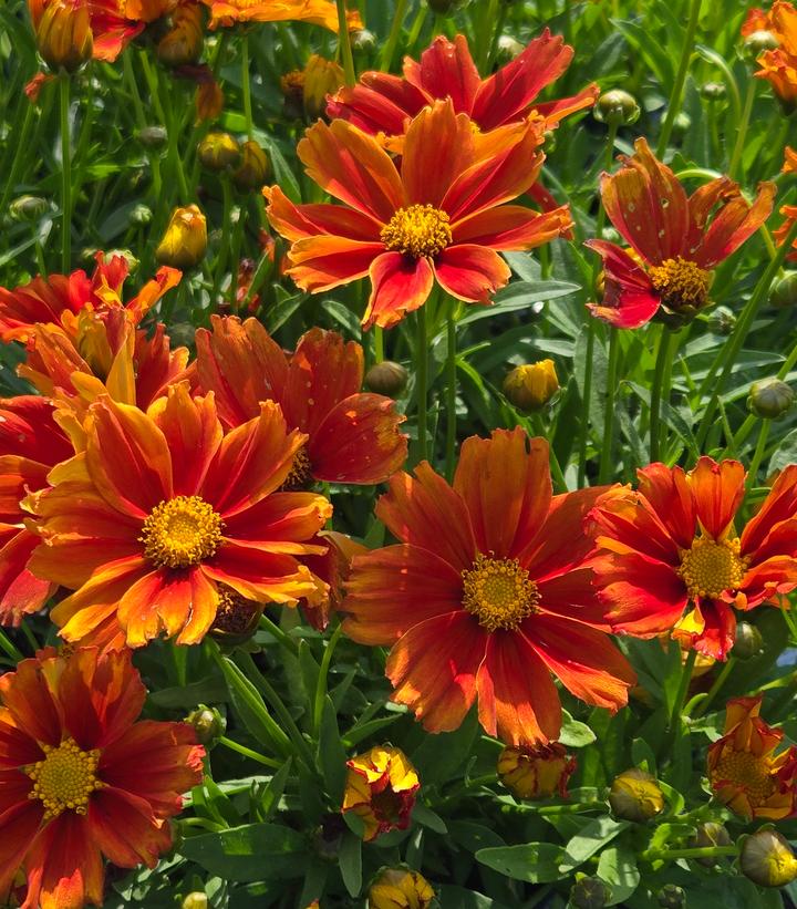 Image Credit: Prides Corner Farms