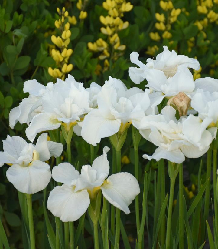 Image Credit: Walters Gardens