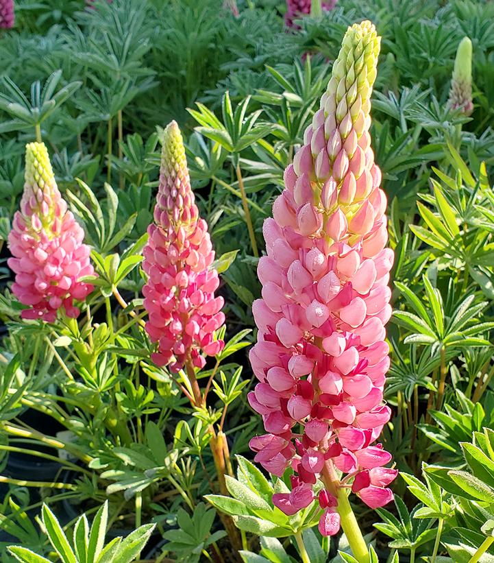 Image Credit: Prides Corner Farms