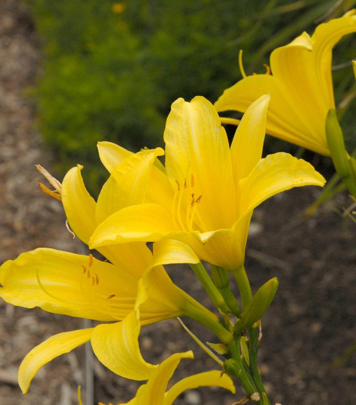 Image Credit: Walters Gardens