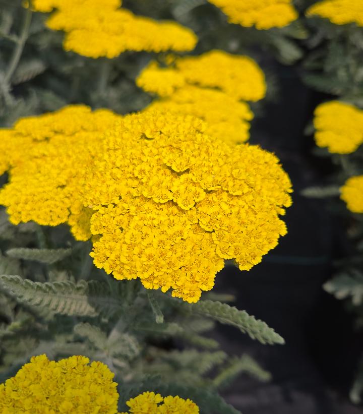 Image Credit: Prides Corner Farms