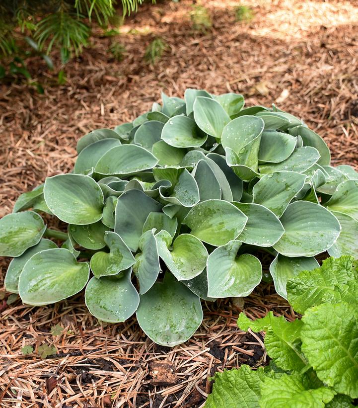 Image Credit: Walters Gardens