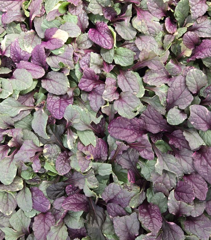 Image Credit: Prides Corner Farms