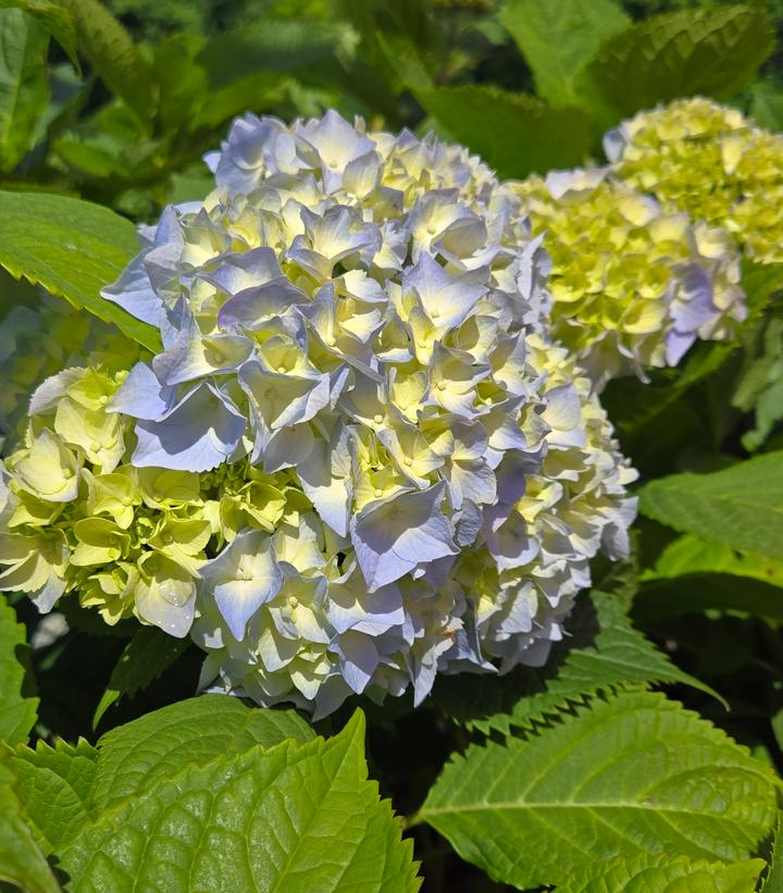 Image Credit: Prides Corner Farms