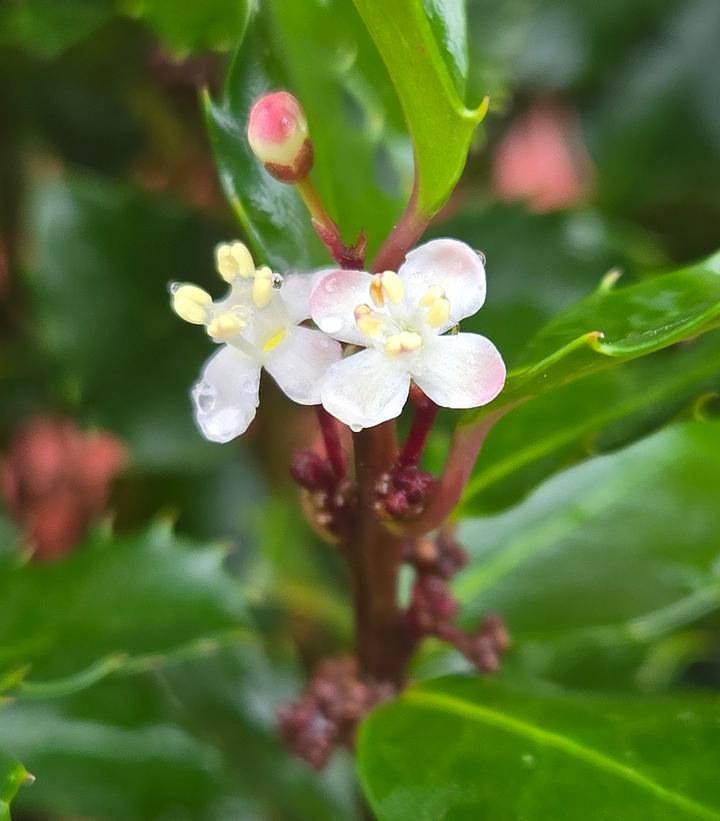 Image Credit: Prides Corner Farms