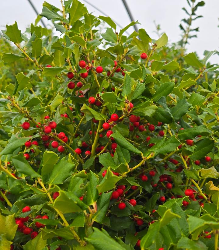 Image Credit: Prides Corner Farms