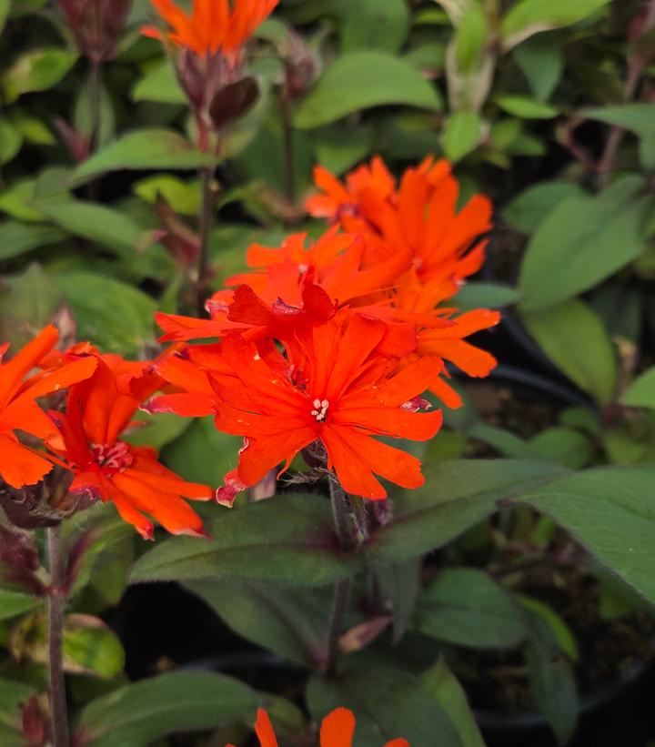 Image Credit: Prides Corner Farms