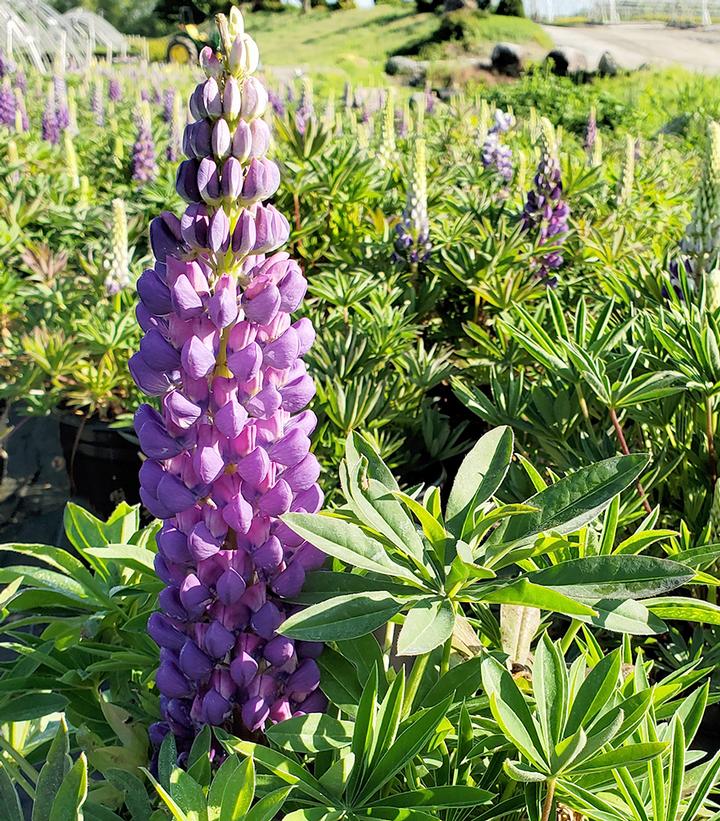 Image Credit: Prides Corner Farms