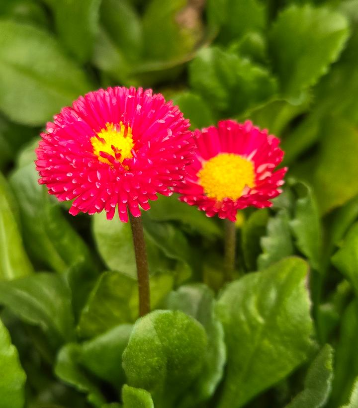 Image Credit: Prides Corner Farms