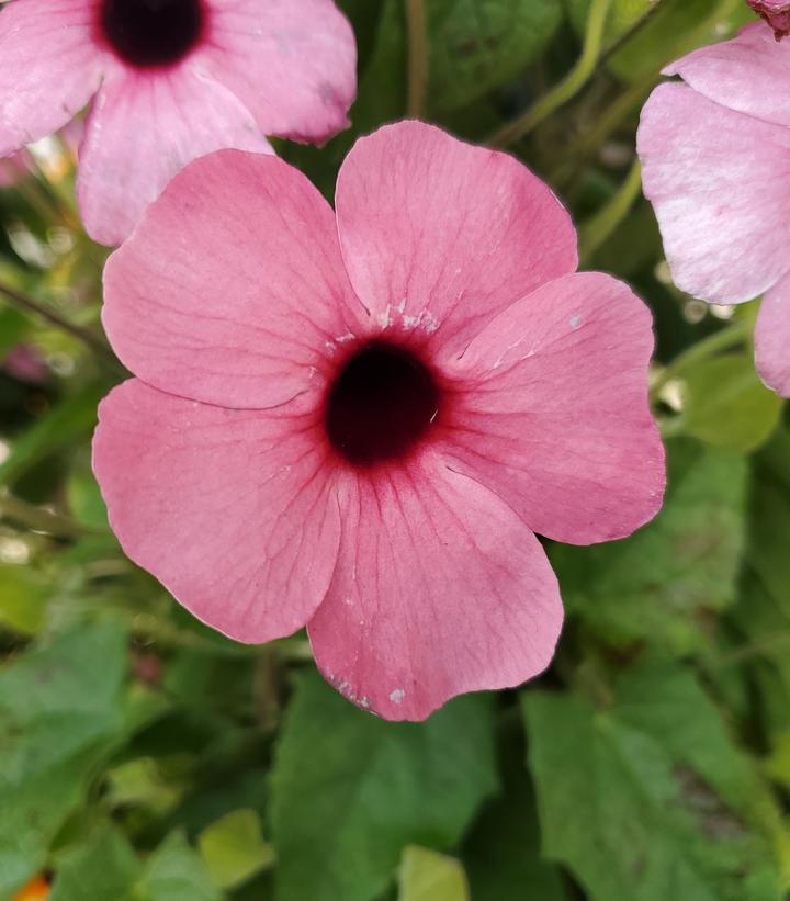 Image Credit: Prides Corner Farms