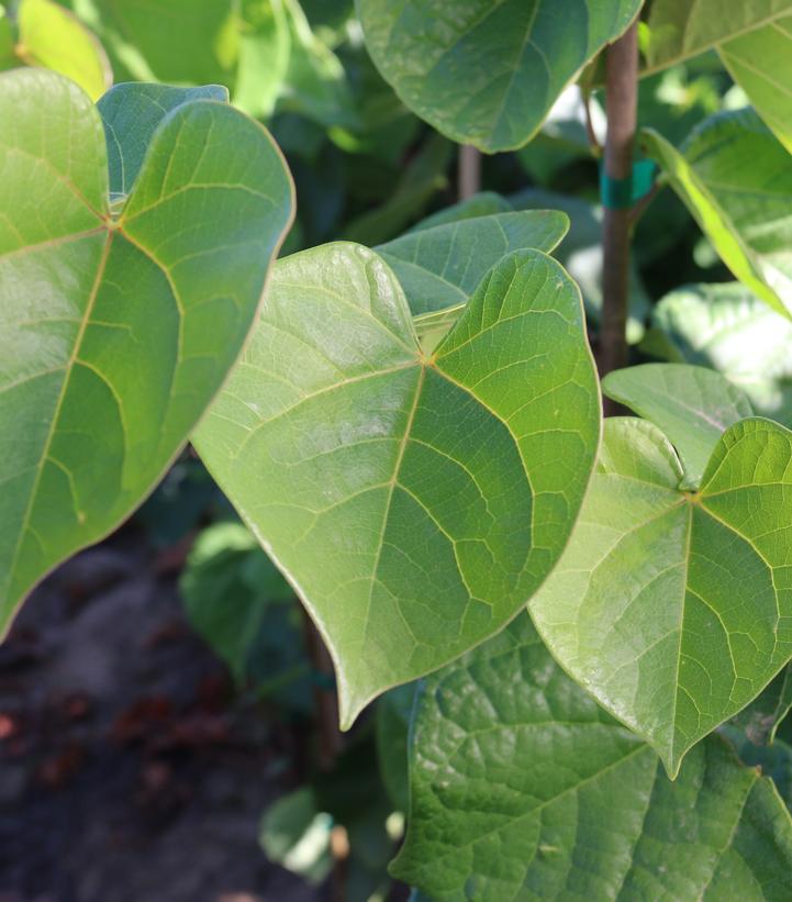 Image courtesy of J Frank Schmidt & Sons